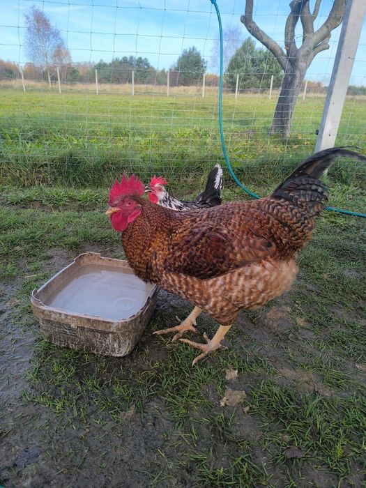 Koguty młode z 2025r.