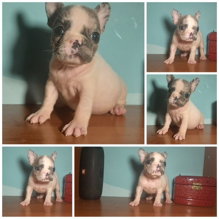 Французы мальчики и девчушки.