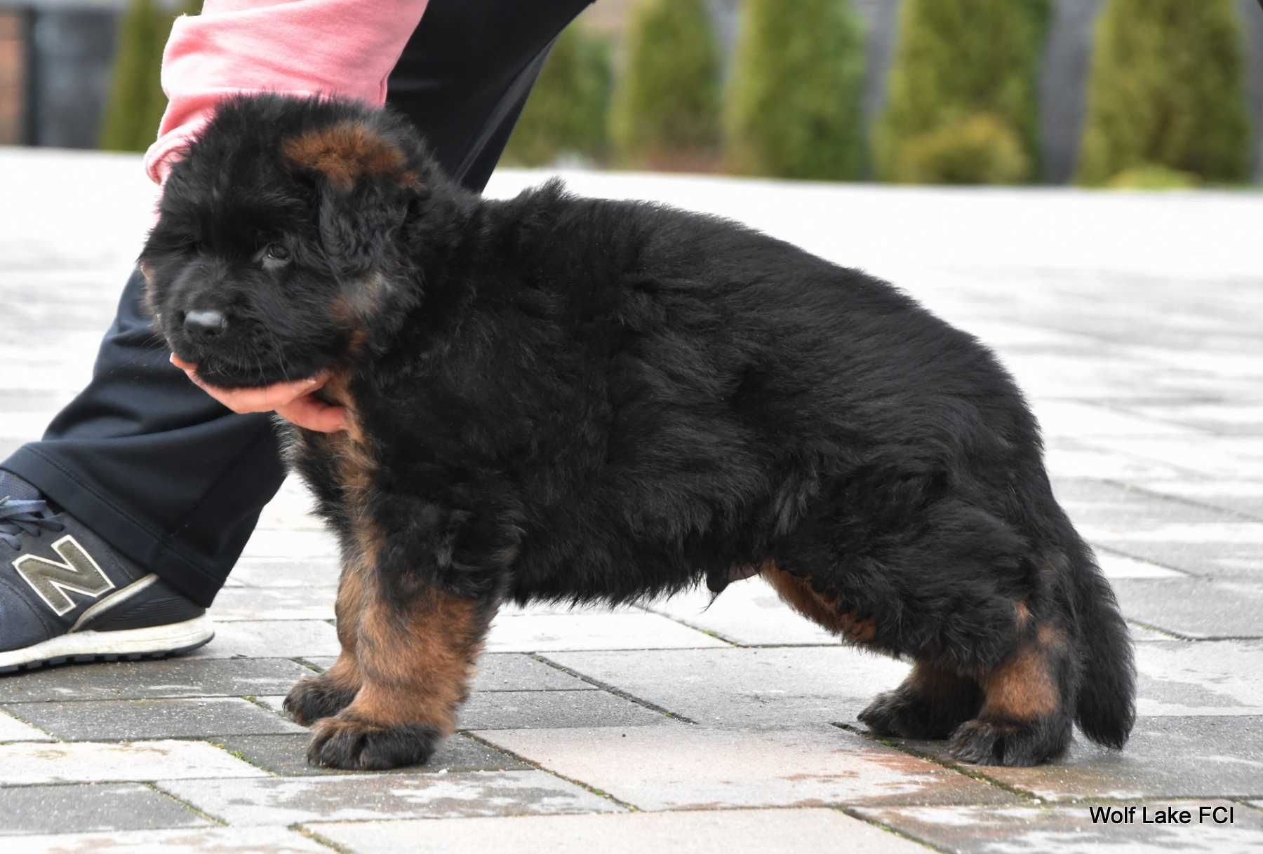 Owczarek niemiecki długowłosy ZKwP FCI