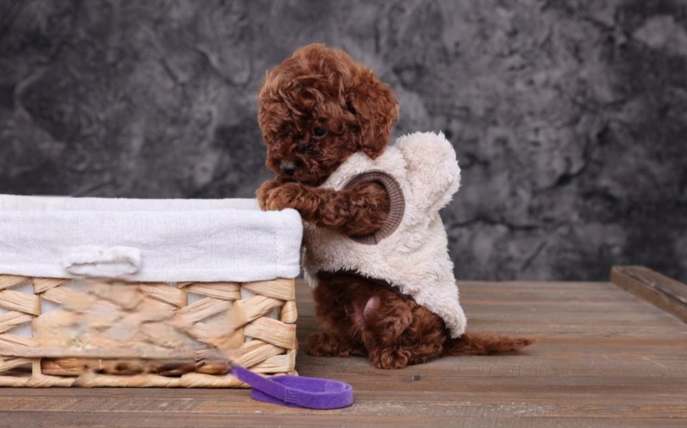 Ekskuzywna Suczka Pudel Toy Red Brown