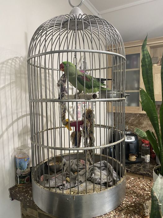 Продається олександрійський віком три роки .