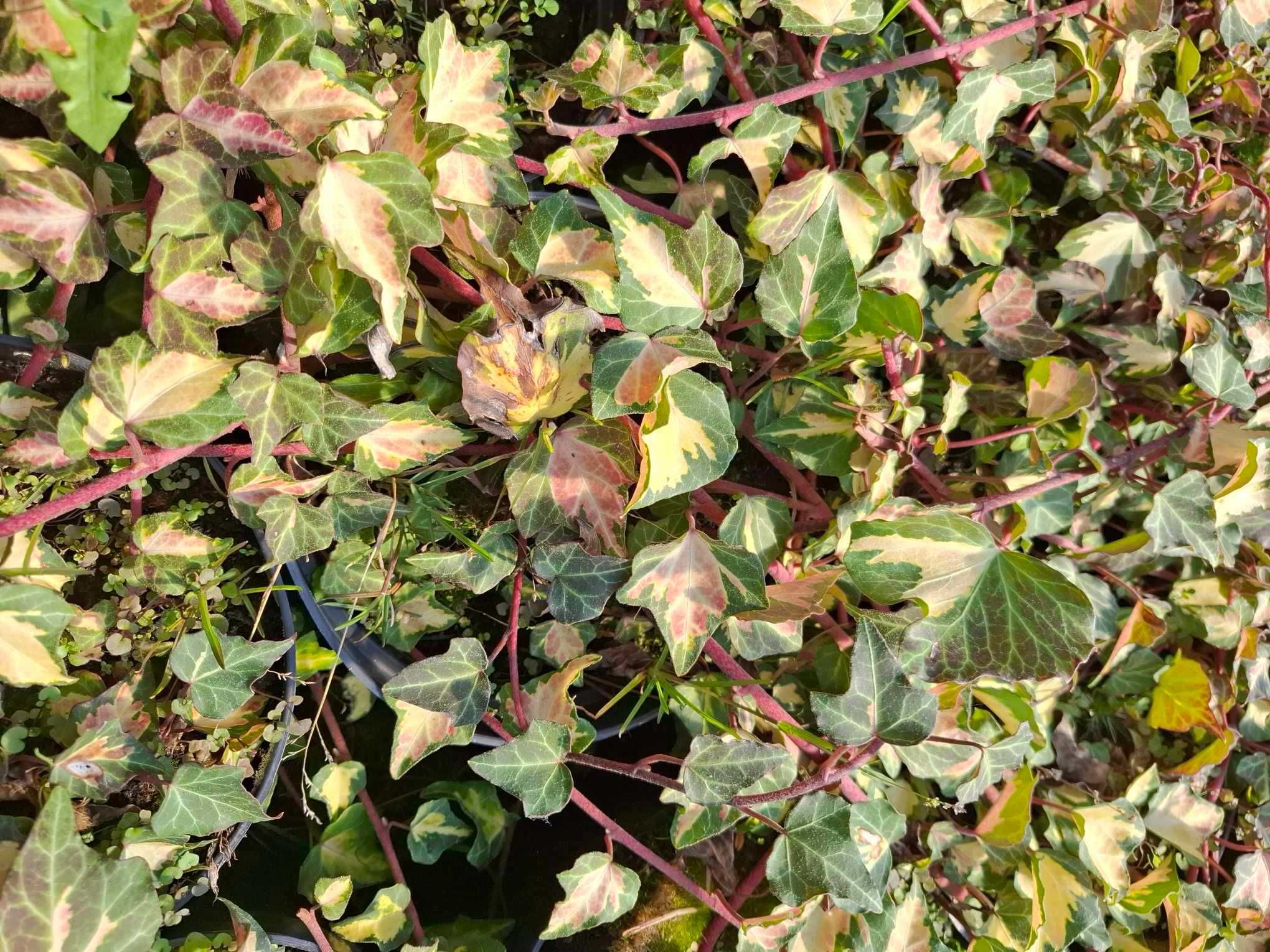 bluszcz pospolity 'Goldheart'  Hedera helix 'Goldheart'