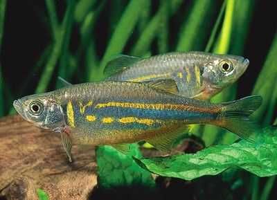 Danio malabarski - Devario malabaricus - Malabarskie - dowóz, wysyłka