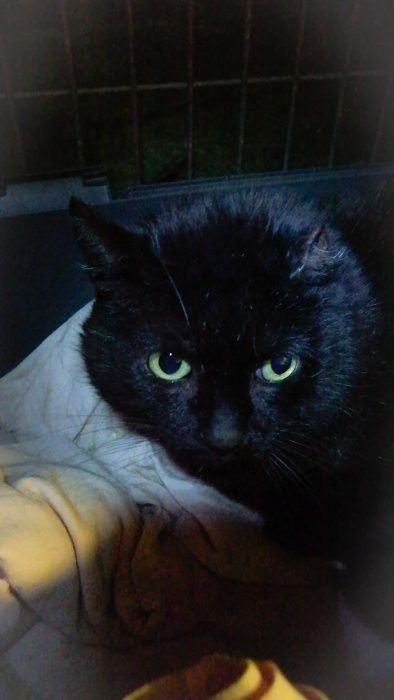 Kocurek Uszko do adopcji