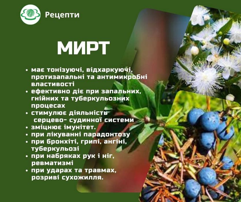 Мирт ,миртове дерево