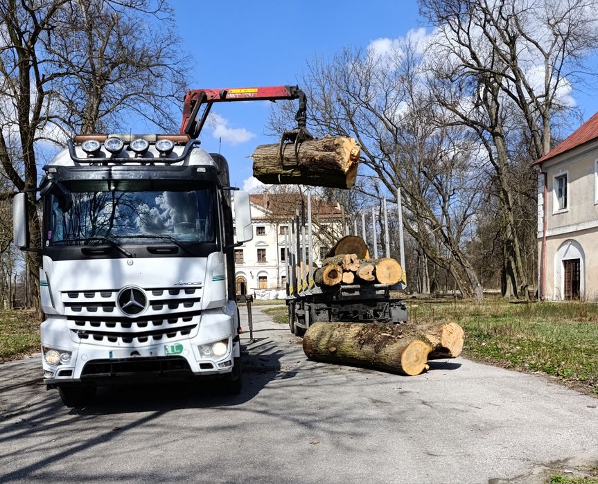 Za darmo wycinka usuwanie drzew