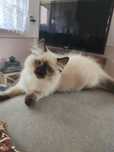 Kotka ragdoll – gotowa do odbioru