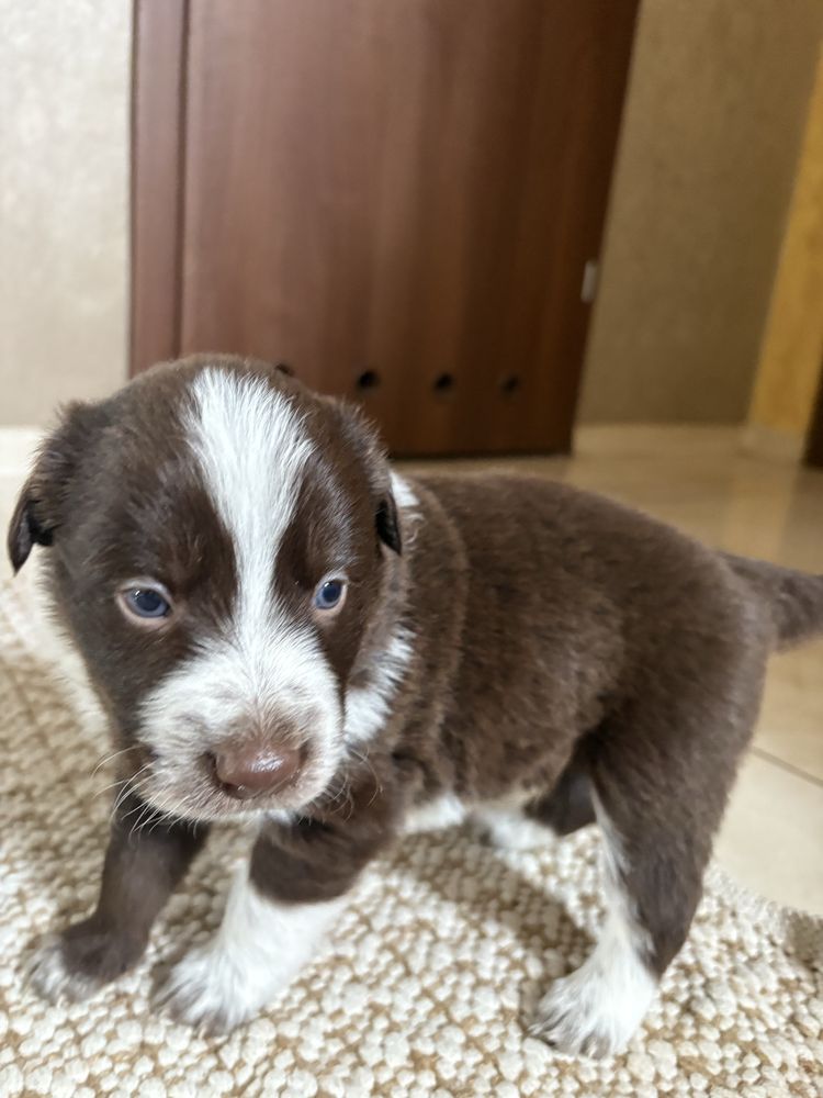 Border Collie czekoladowo-biały piesek
