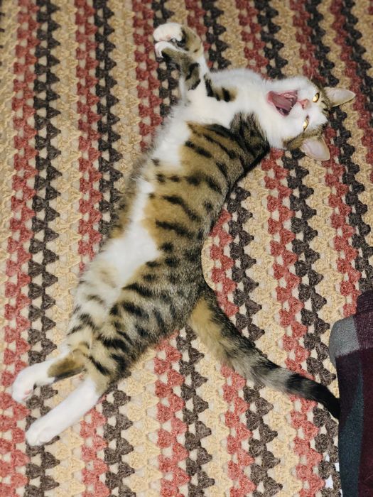 Тигровий котик шукає теплий дім