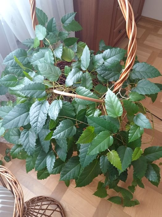 Kwiat doniczkowy domowy - cissus