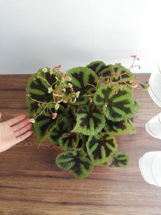 Begonia masoniana iron Cross sadzonka
