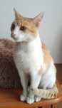 Dorosly kocur do adopcji.