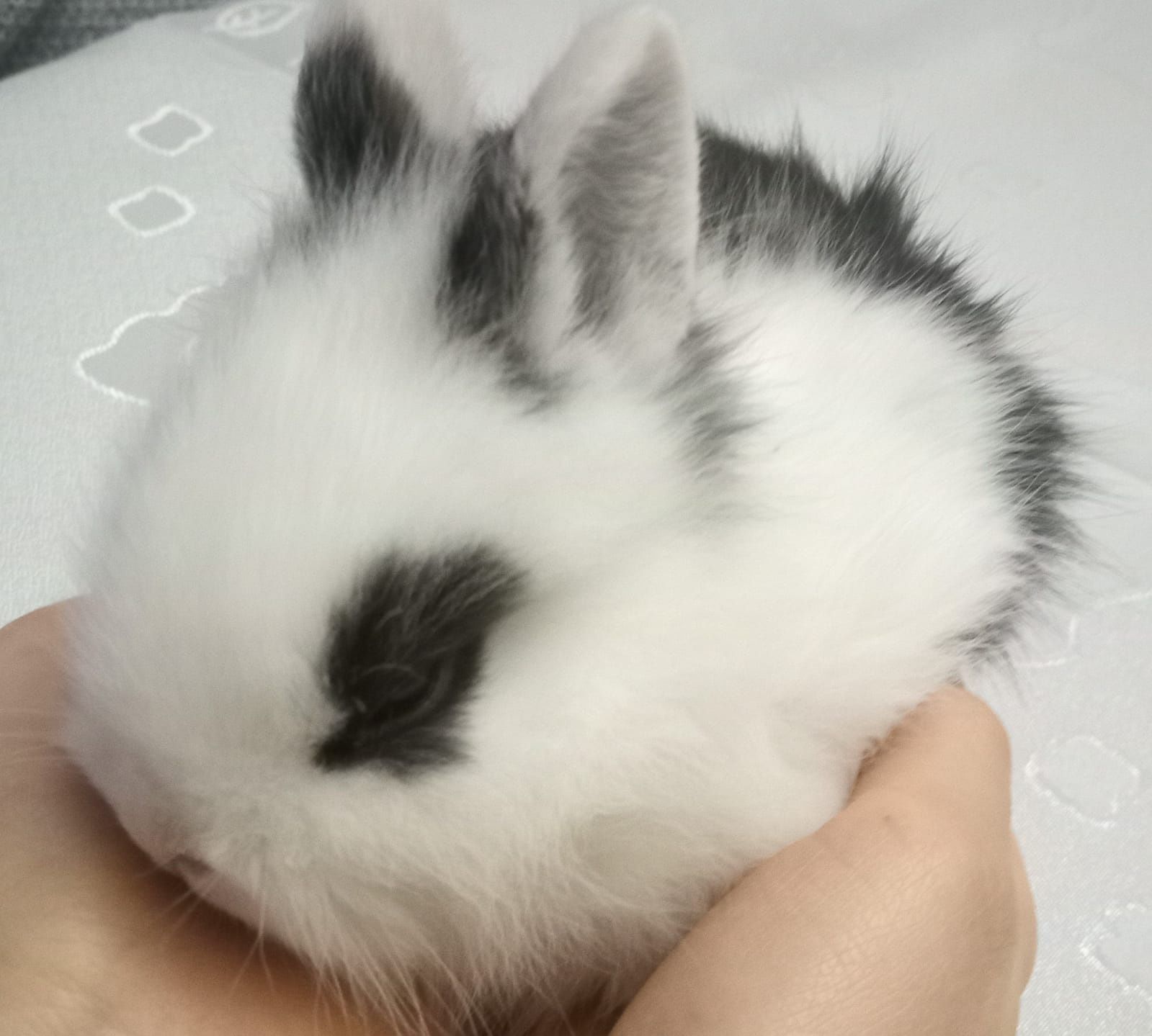 Królik miniaturka teddy