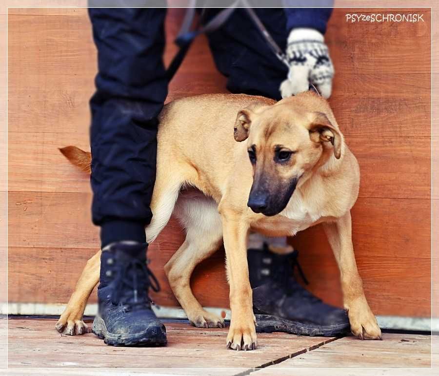 Greta - młoda, ufna sunia z nadzieją na lepsze jutro