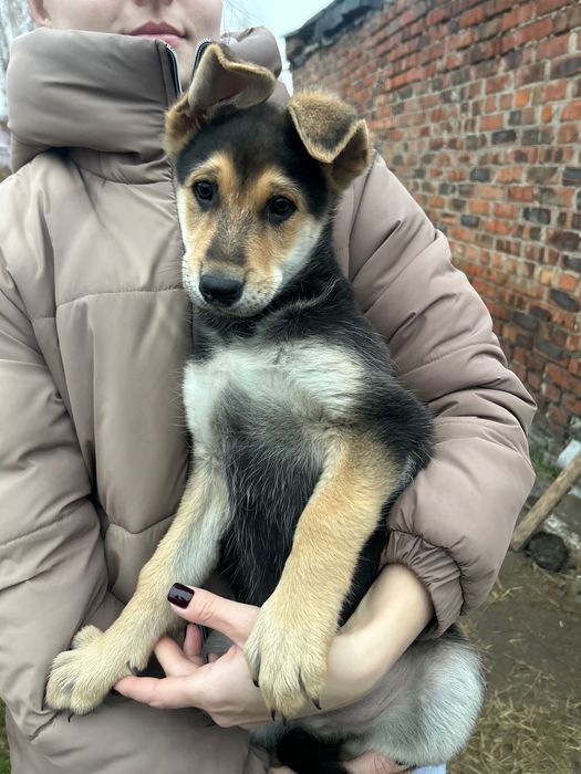 Щенята безкоштовно