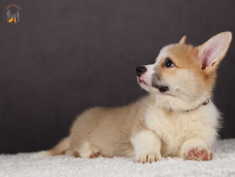 Welsh Corgi Pembroke ZKwP FCI po pięknych  rodzicach rezerwacja