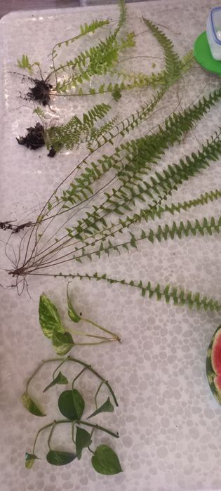 Продам набор разных  красивых папоротников и  набор спидантусов:))