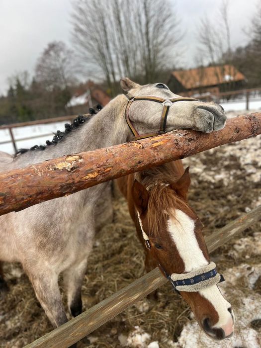Konie czystej krwi arabskiej