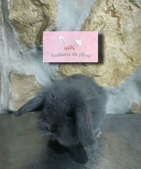 Coelhos anões mini lop