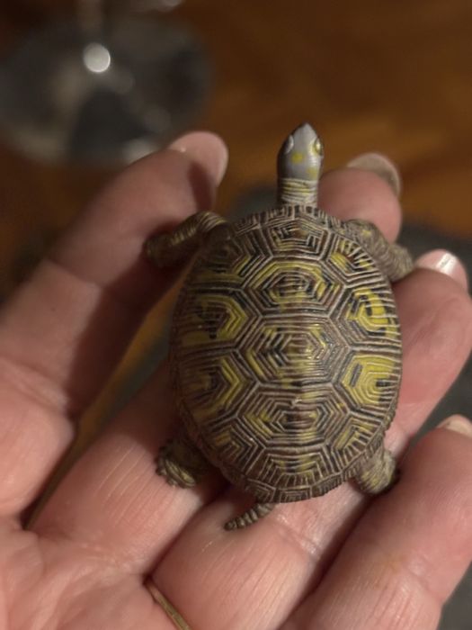 Żółw figuska realistyczna