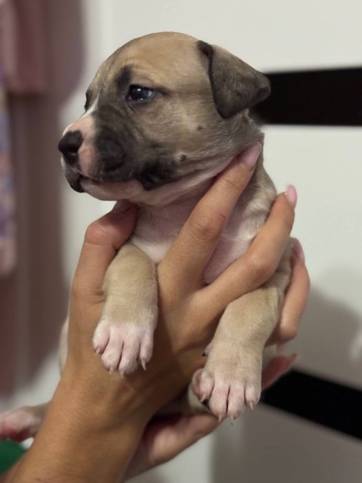 Стафордширский терьер (Амстаф) ( стафорд )