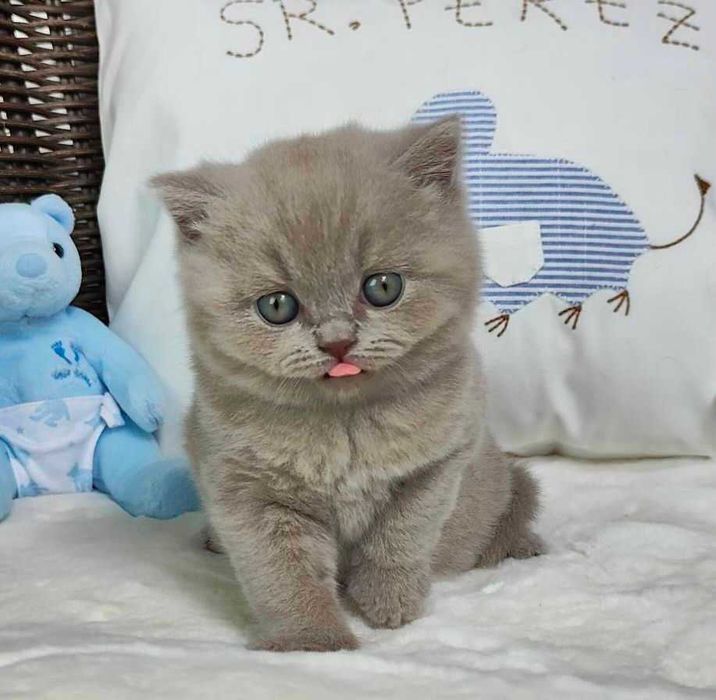 Kocurek Brytyjski liliowy Prawdziwy rodowód FPL, FIFe gotowy na odbiór