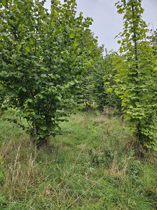 Oddam drewno w zamian za wycięcie