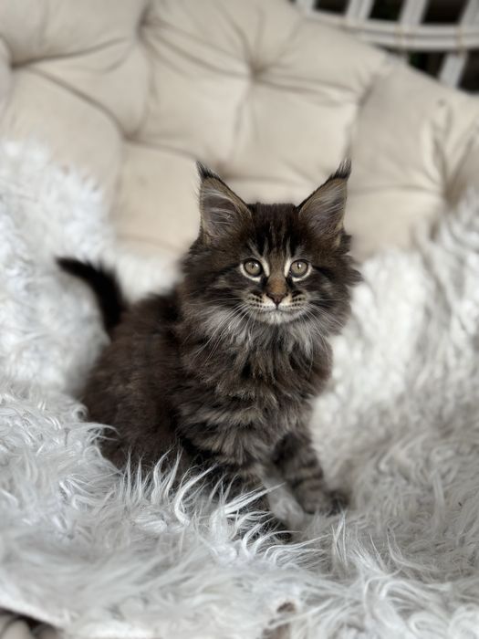 Maine Coon - kocurek
