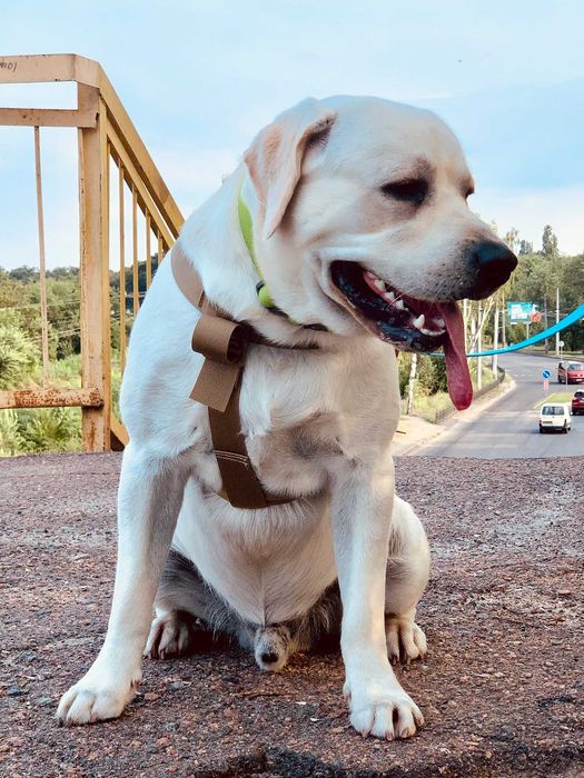 Кабель Лабрадор - ретривер ищет сучку для вязки