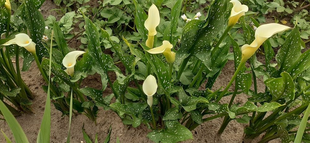 Продаю свої клубні великі калли білої. Калла біла. Біла Кала