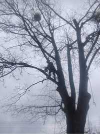 Wycinka drzew metodą alpinistyczną / tradycyjną