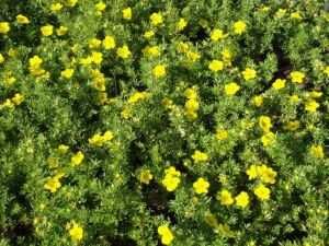 GK Pięciornik krzewisaty potentila fruticosa goldfinger HURT DETAL