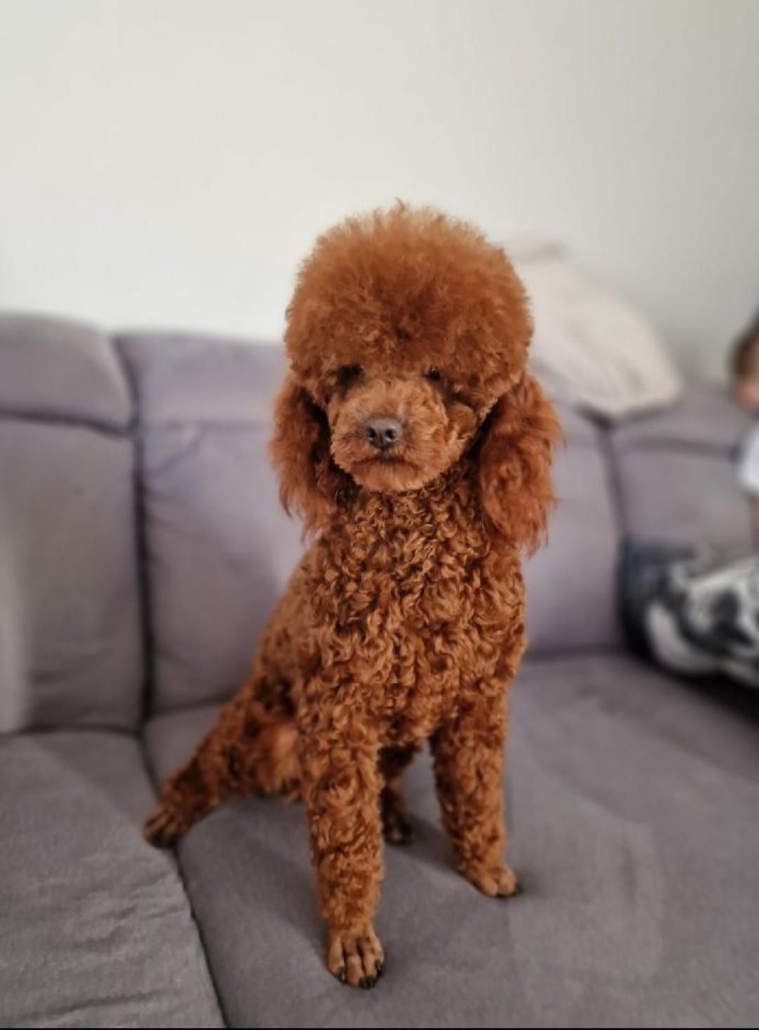 Suczka Cavapoo F1 (Badania) Cavalier&Pudel