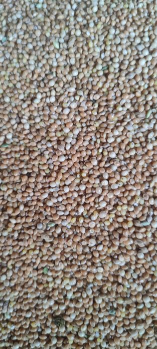 Proso ZŁOCISTE  karma dla papug kanarków gołębi