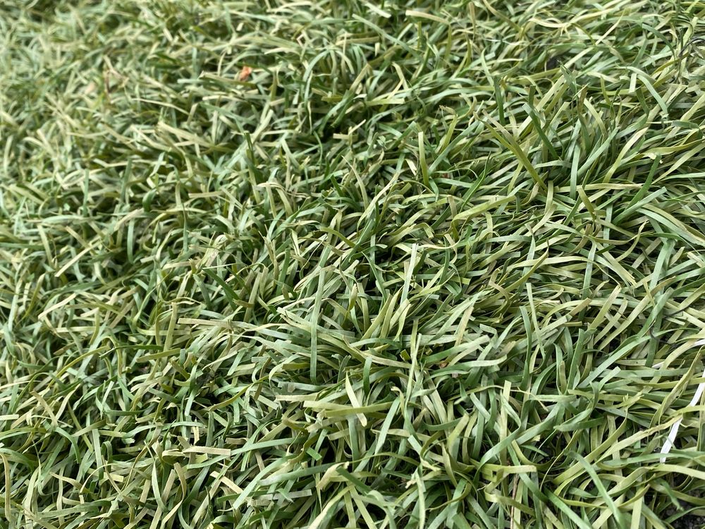 Fazemos jardins com Relva Artificial Profissional