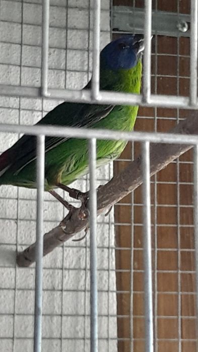 Diamante Tricolor