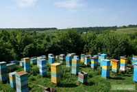 Пчелосемьи, Бджолосім'ї, бджолопакети, пасіка