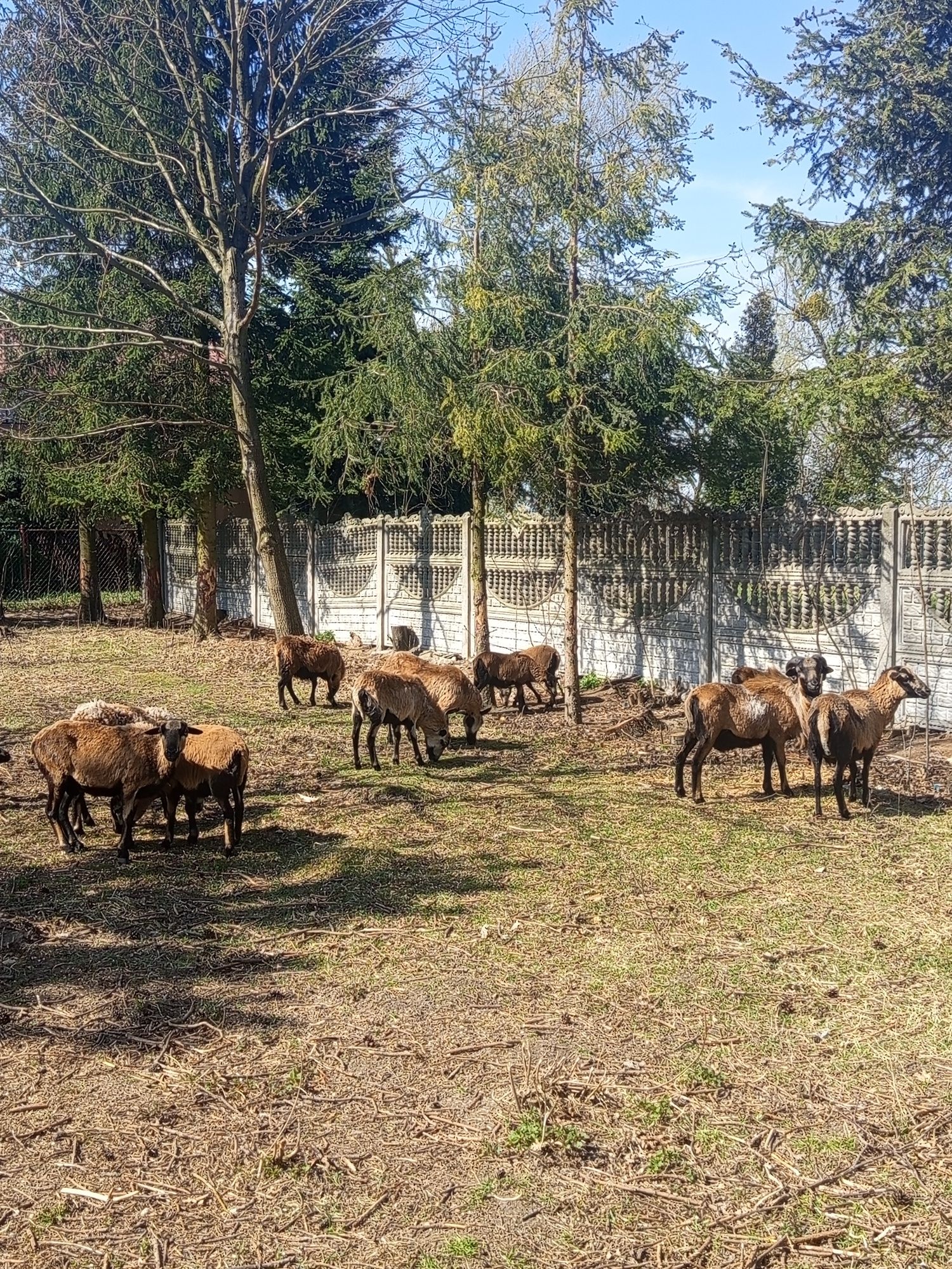 Owce kameruńskie