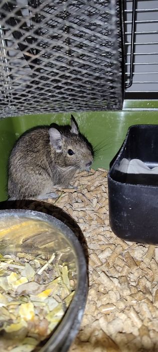 Oddam za darmo koszatniczke (koszatke)