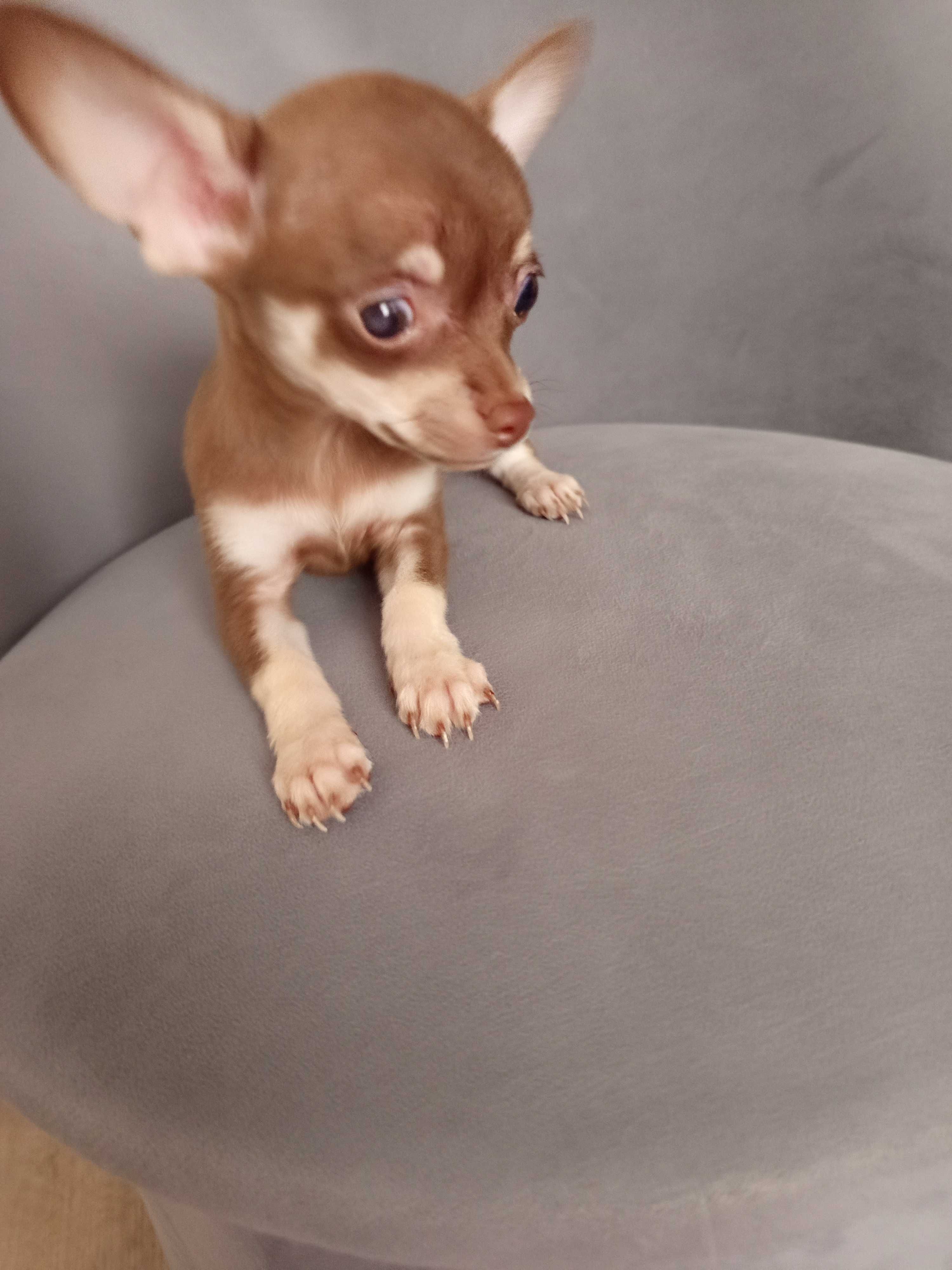 Szczeniaczki chihuahua