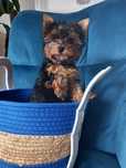 Piesek Yorkshire  Terrier