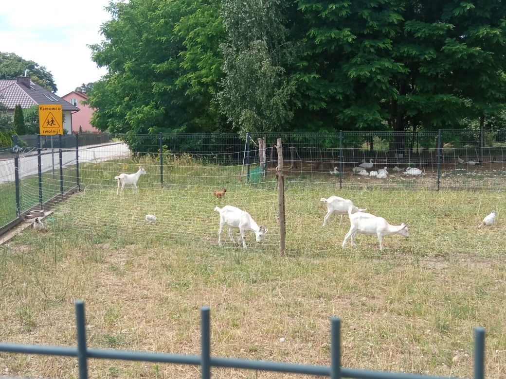 Sprzedam kozy saaneńskie