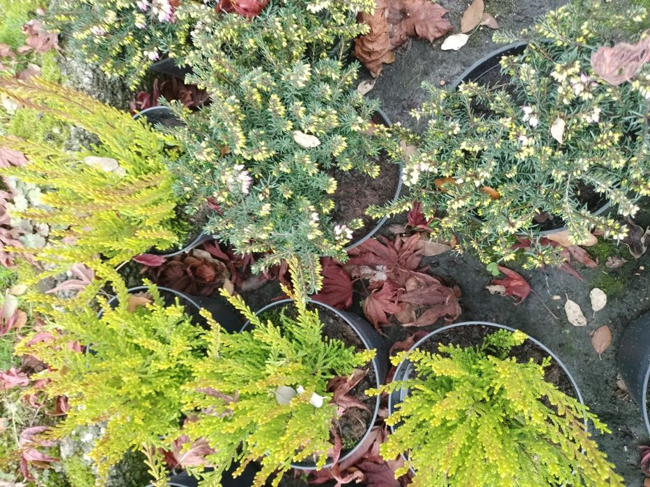 Plantas de cobertura Festuca, Erica e Grevilia