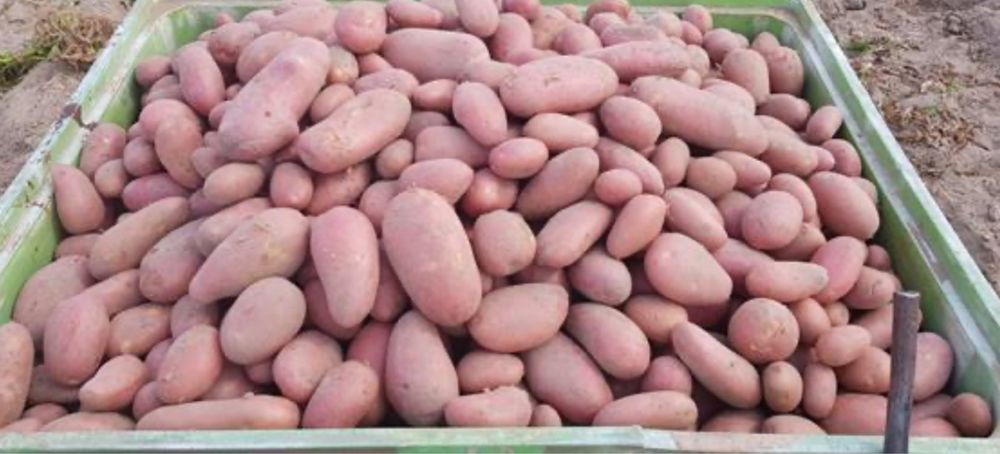 Vendo batata vermelha PREÇO REVENDA