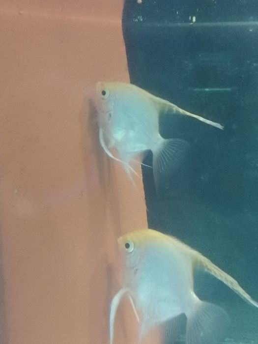 Casal de Escalares Amarelo