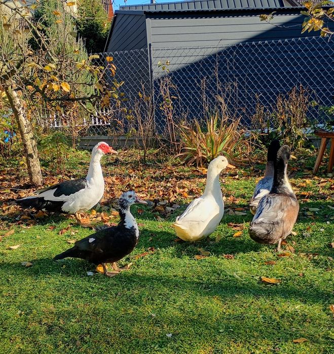 Kaczki, kaczory młode