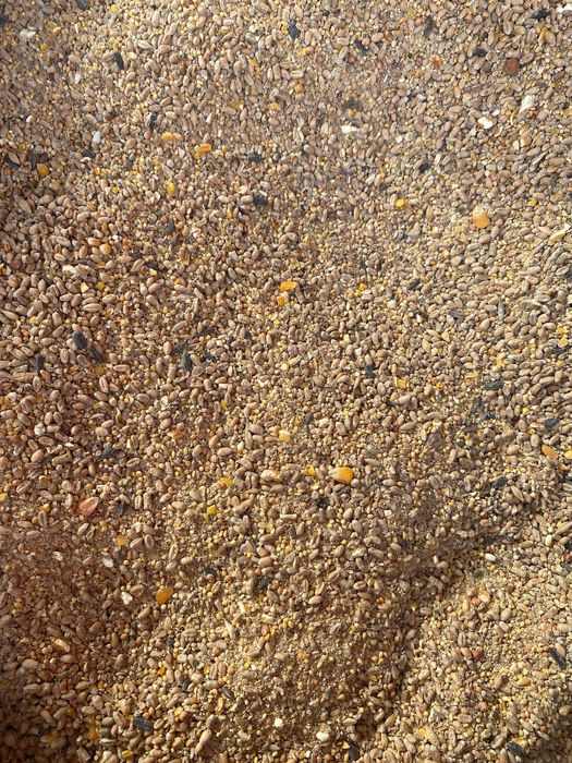 Pasza dla kur niosek SYPKA Pełne Ziarno 25 kg Hurtownia Pasz - DOWÓZ