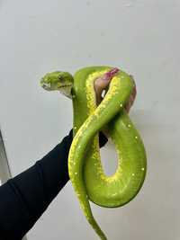 Wąż M. viridis wąż zielony