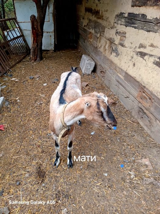 Продам Козлика  Ламанча