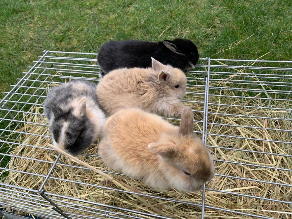 Karzełki króliki 2024